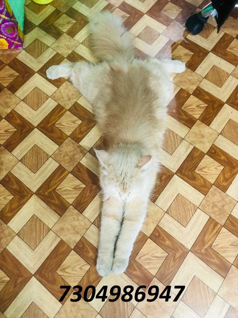 Pet image – gallery view